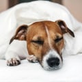 The Ultimate Guide to Pet-Friendly Accommodations in Southern Maryland